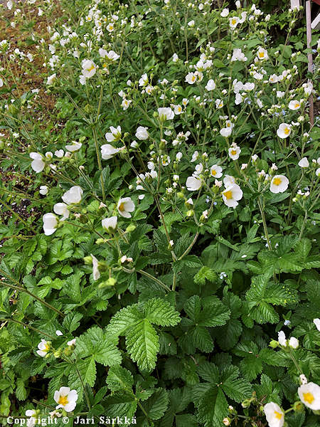 Drymocallis rupestris, valkohanhikki